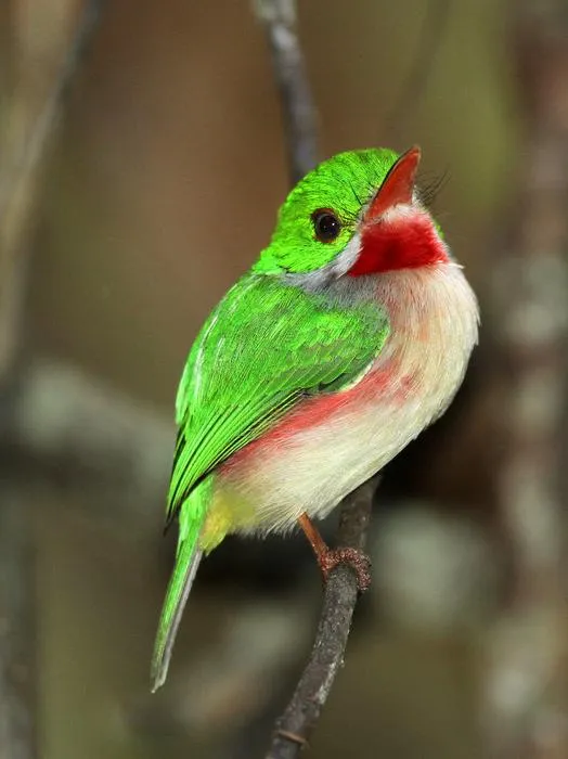 Broad-billed Tody