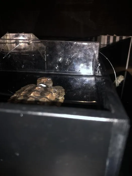 Loggerhead Hatchling Y-maze