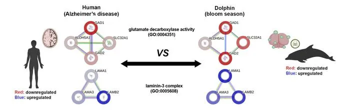 Comparative Alzheimer's pathways in humans and dolphins