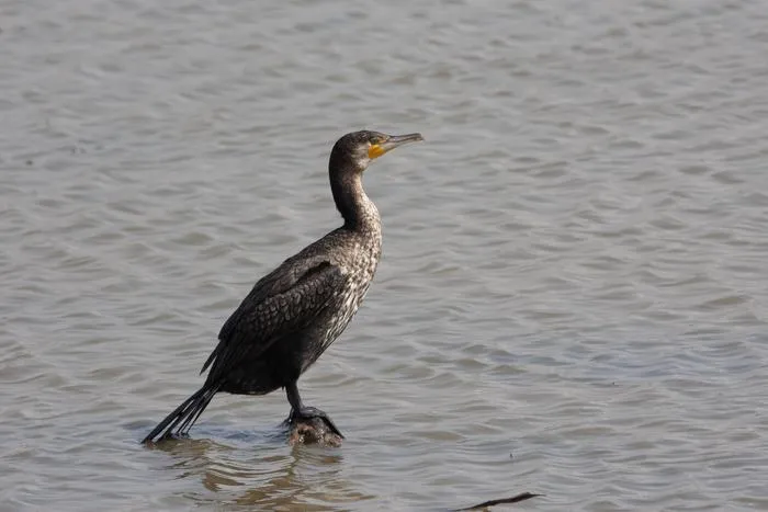 After decades of persecution that had almost wiped it out, the Great Cormorant has once again become a common bird on our coasts and wetlands.