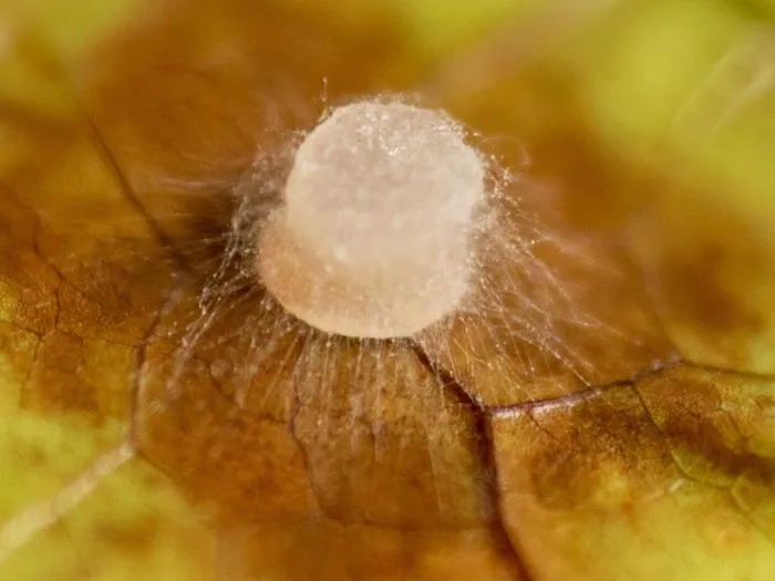 Mycelium of phytophthora palmivora