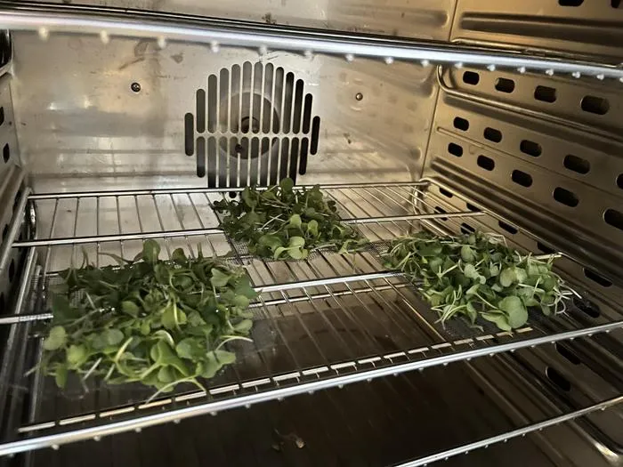 researchers dried raddish microgreens at vaious temperatures in an oven
