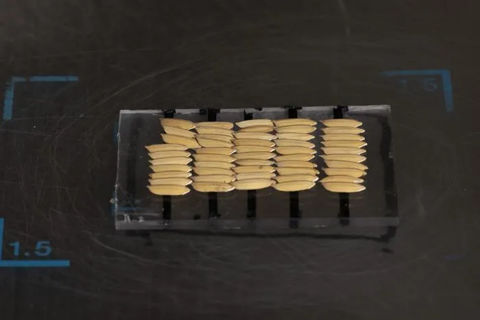 Seed rice in hull for X-ray imaging