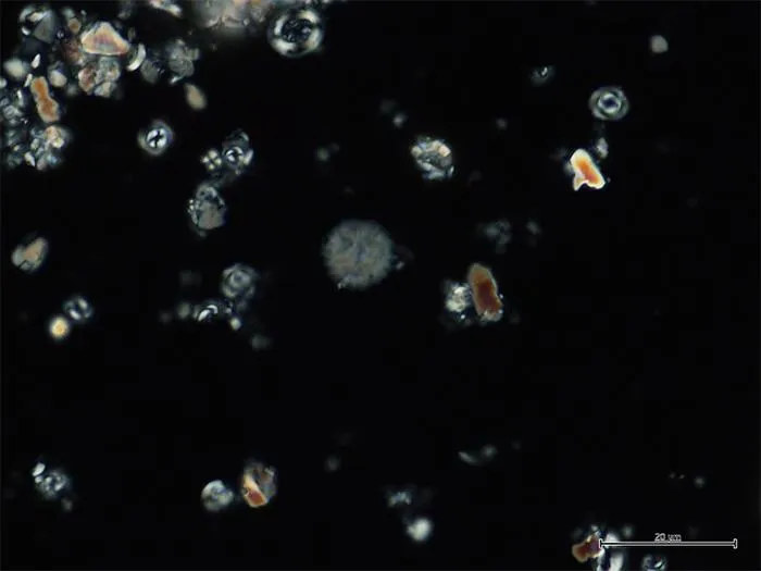 Calcareous nannofossils from the SW Pacific Ocean show that plankton turnover occurred before the PETM. Image: MARUM – Center for Marine Environmental Sciences, University of Bremen; H. Jones.