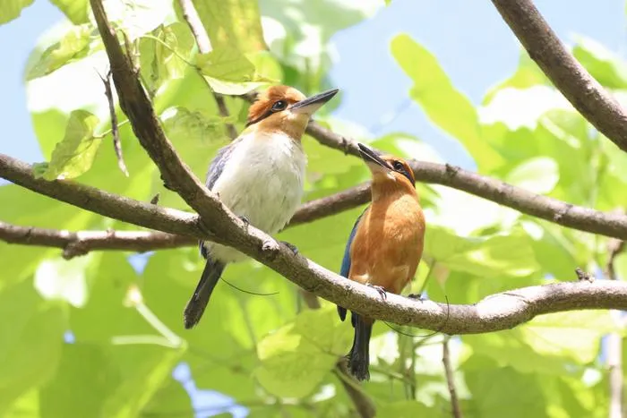 Sihek pair on Palmyra Atoll after 40 years of species being lost from the wild