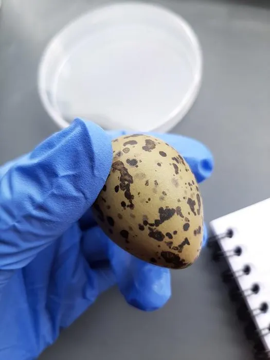 A Kaki egg that failed to hatch. The Kaki is a threatened bird species found in New Zealand