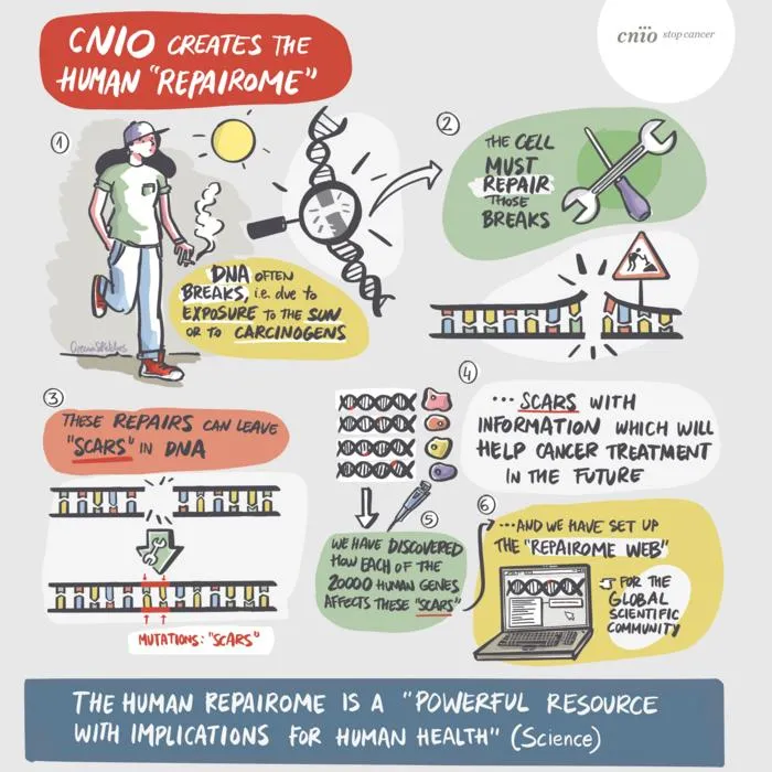 CNIO researchers create the “human repairome”, a catalogue of DNA “scars” that will help define personalised cancer treatments