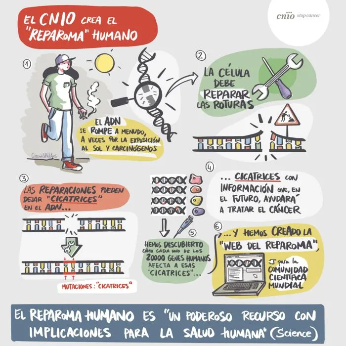 Investigadores del CNIO crean el ‘reparoma humano’, un catálogo de ‘cicatrices’ en el ADN que ayudará a definir tratamientos personalizados contra el cáncer