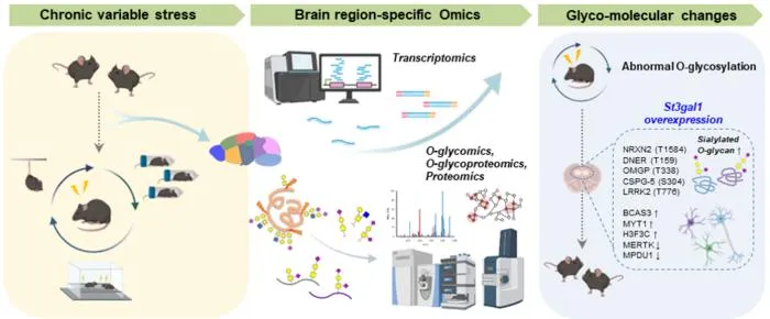Figure 1. Research strategy for identifying changes in brain O-glycosylation in a depression model
