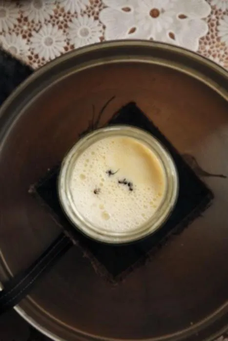 Four live forest ants in a warm jar of milk