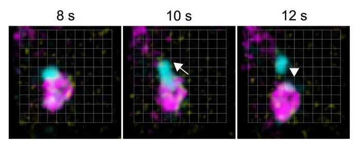 SNX and the core retromer function in distinct retrograde pathways.