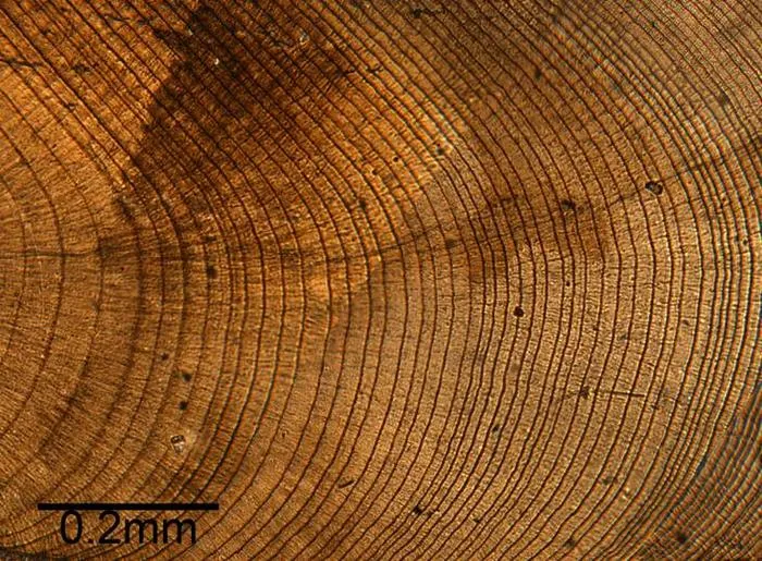 Section of dog cockle shell