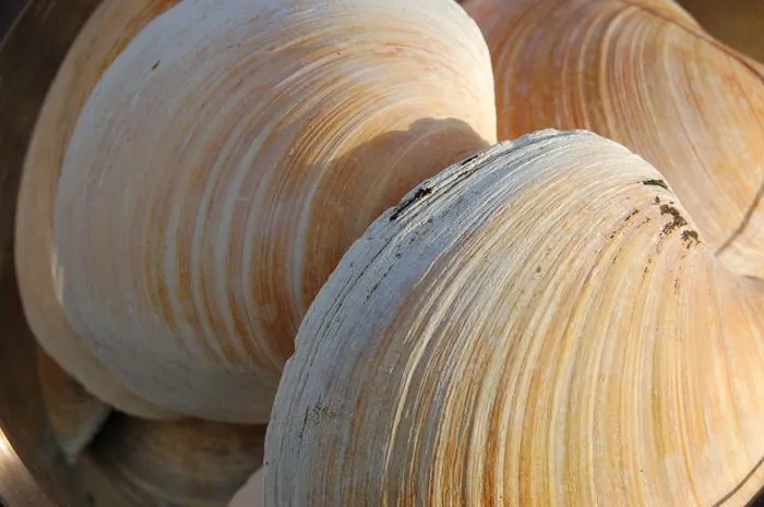 Ocean quahog shells