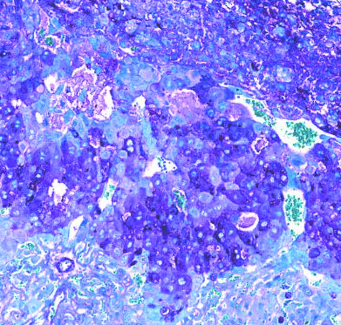 Microscope image of mouse placenta