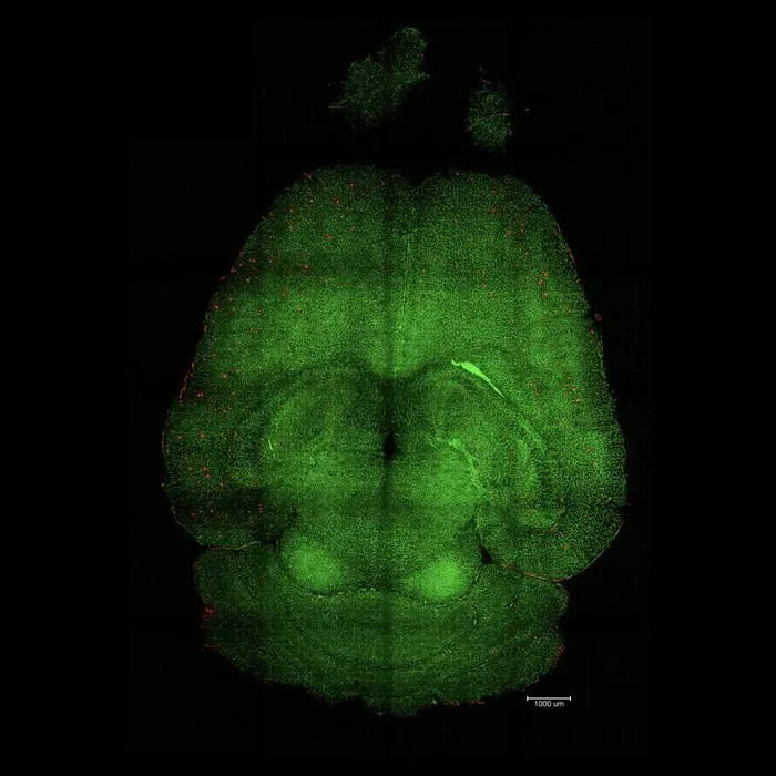Mouse brain treated