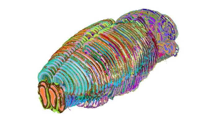 3D Mouse Brain