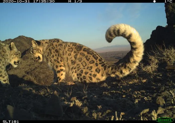 Snowleopard3