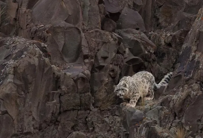 Snowleopard2