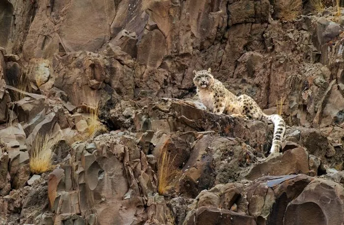 Snow Leopard1