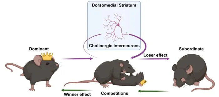 The neural basis of mouse social hierarchies