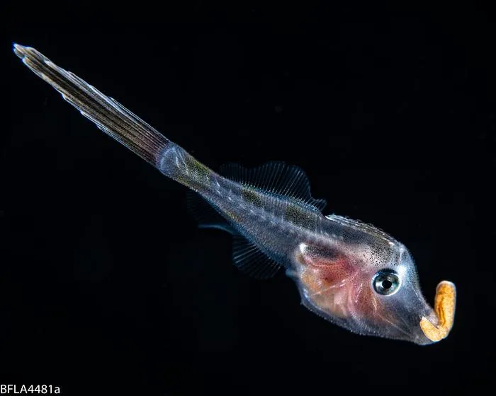 filefish-palythoa_Rich_Collins