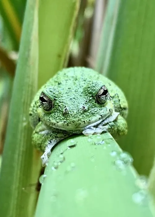Adult gray tree frog