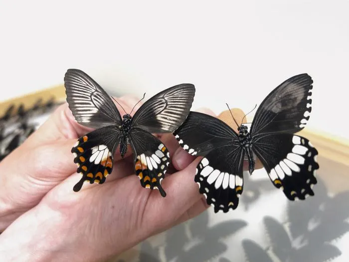 Butterfly comparison