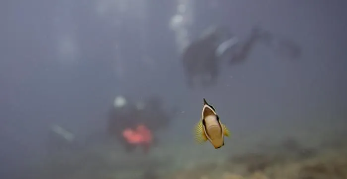 Clownfish on a coral reef, Leyte, Philippines