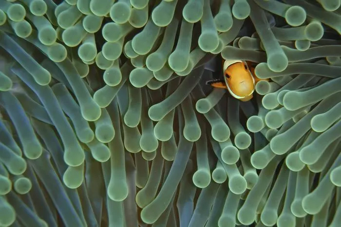 Clownfish, Bali Indonesia
