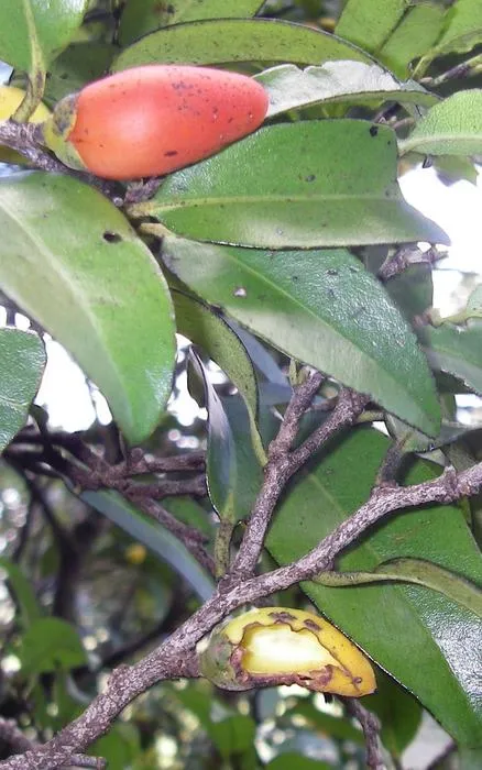 Hawaiian lama trees (Diospyros sandwicensis)