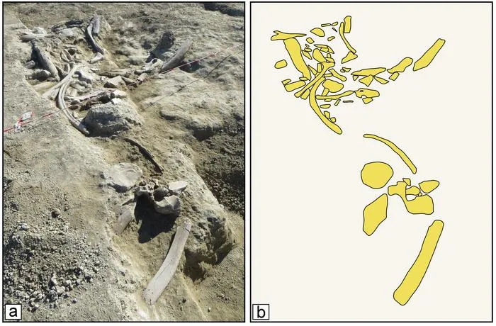 From meat to raw material: the Middle Pleistocene elephant butchery site of Casal Lumbroso (Rome, central Italy)