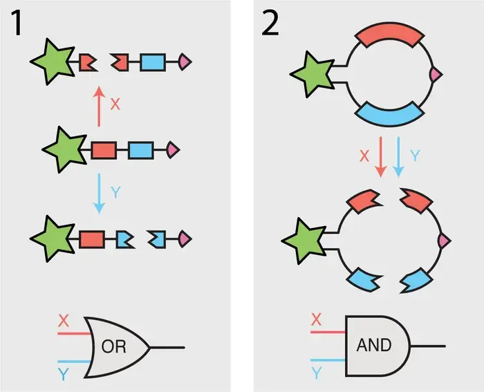 figure2.png