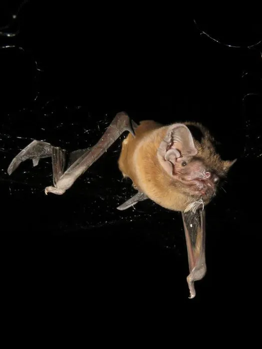Noctule bat