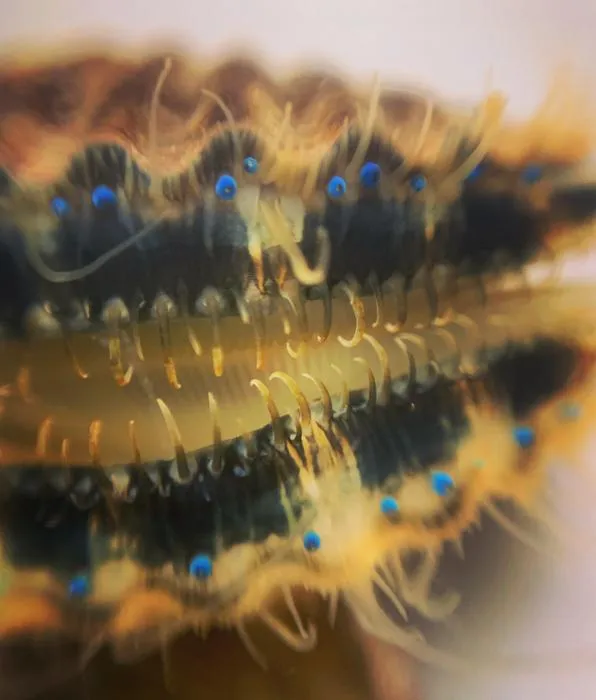 Bay Scallop Close Up