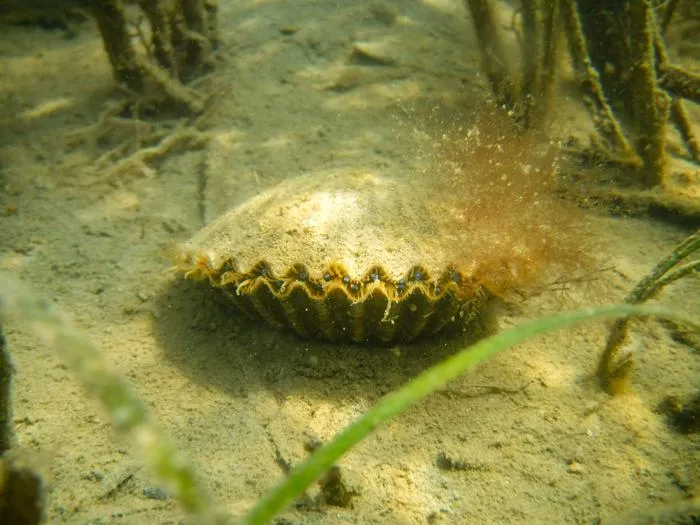 Bay Scallop Underwater