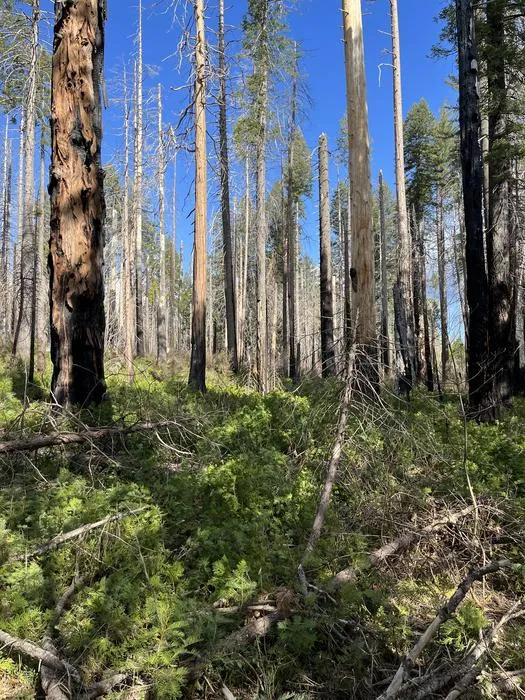 Forest Habitat in Yosemite National Park 10 years after the Rim Fire