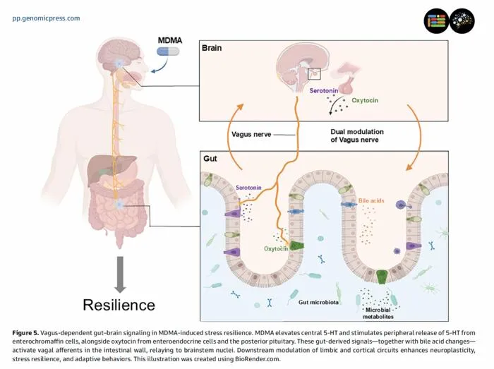 Vagus-dependent gut–brain signaling inMDMA-induced stress resilience.