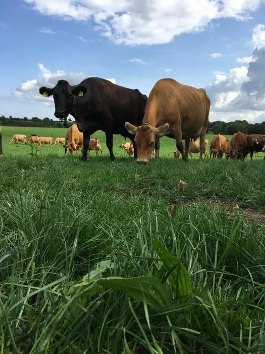 Jersey cows – which were the breed studied in the meta-analysis – grazing in a pasture