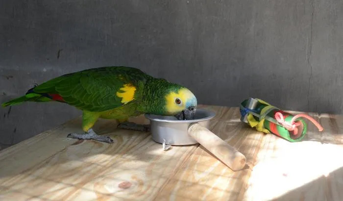 Blue-fronted Amazon parrot (pic2)