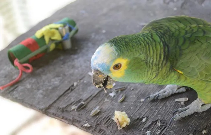 Blue-fronted Amazon parrot (pic1)