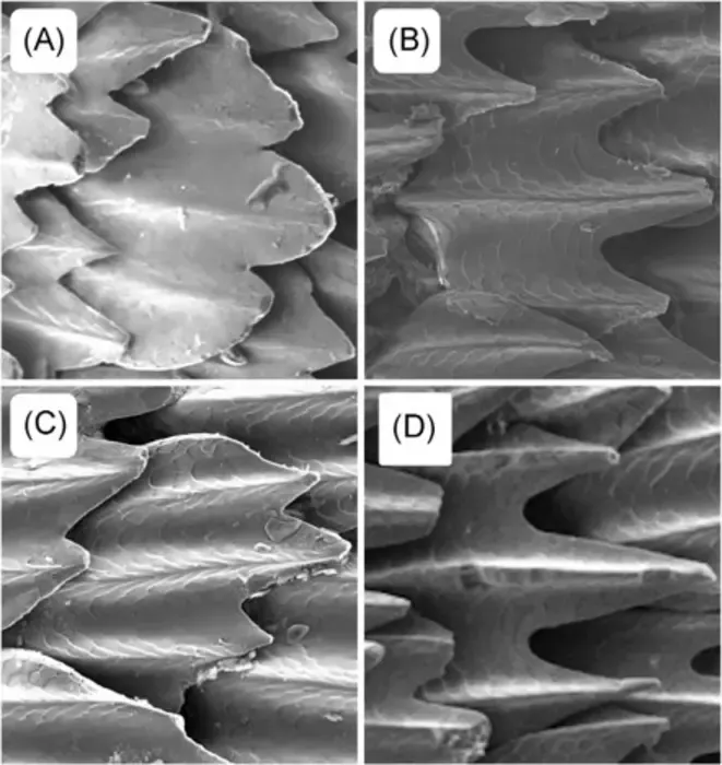 Ultra-magnified Shark Skin