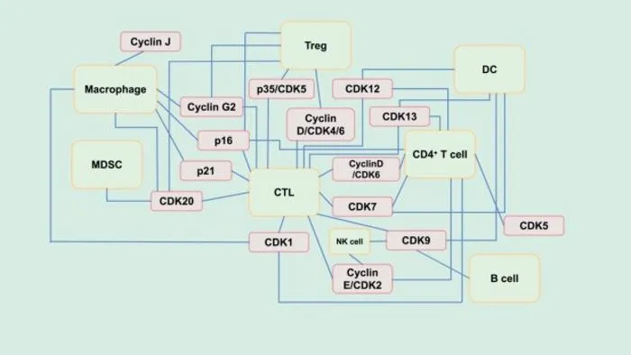 Mechanistic network diagram of the interaction between cell cycle proteins and immune cells in the tumor immune microenvironment.