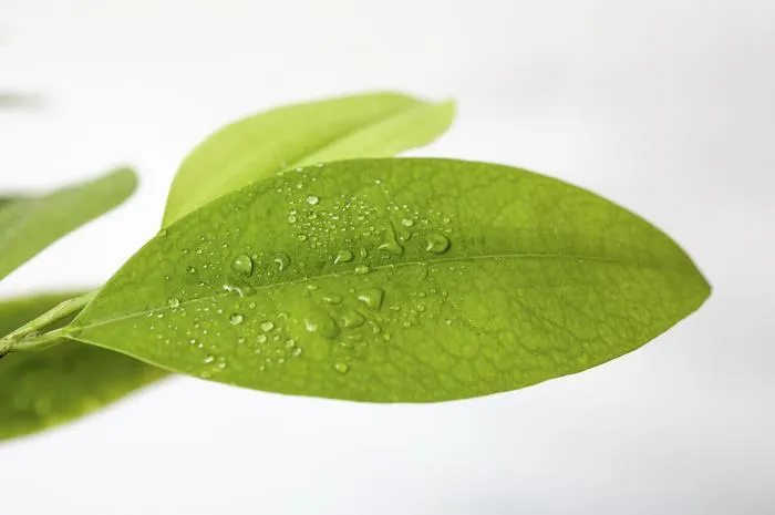 2.	Coca leaf_KhokaProject.jpg