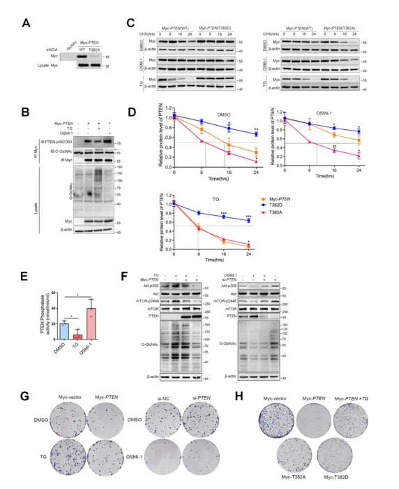 OGT Disrupts PTEN Function