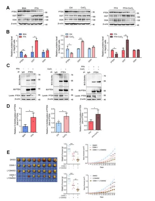 The Therapeutic Potential of OSMI-1