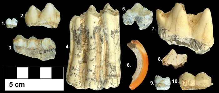 Picture1_teeth.jpg