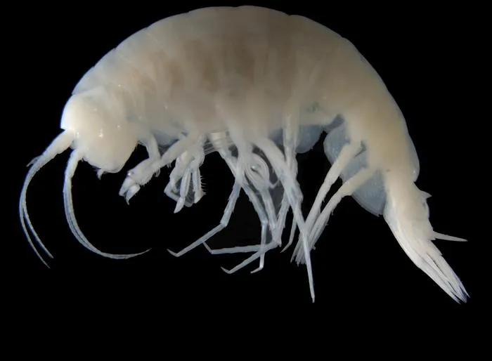 Apotectonia senckenbergae
