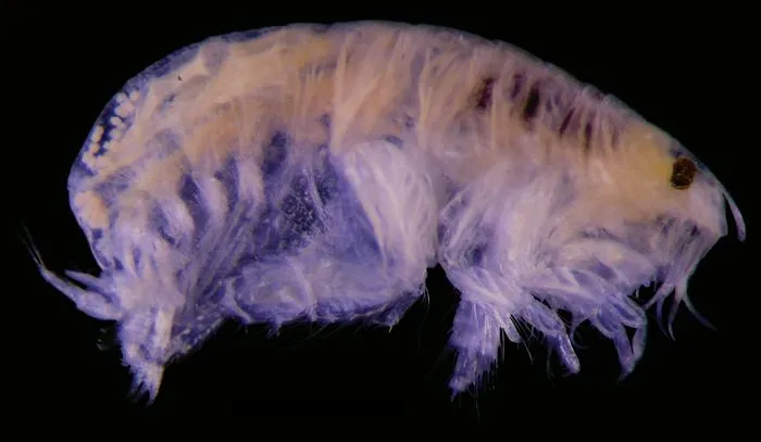 Metharpinia hirsuta