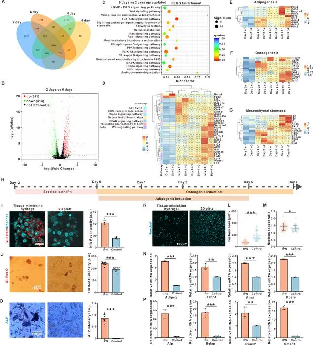 Fig. 4. The tissue-mimicking hydrogel induced cell rejuvenation and enhanced bi-directional differentiation potentials.