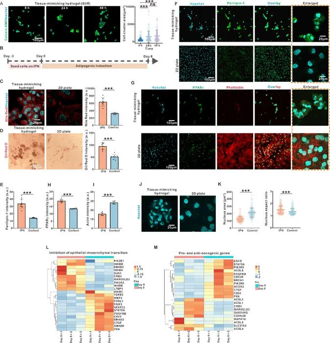 Fig. 6. The viscoelastic tissue-mimicking hydrogel was able to enhance the adipogenic transdifferentiation of non-small cell lung cancer cells.
